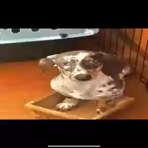 lost female dog maple