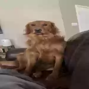 lost female dog scarlet