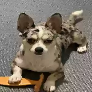 lost male dog elvis