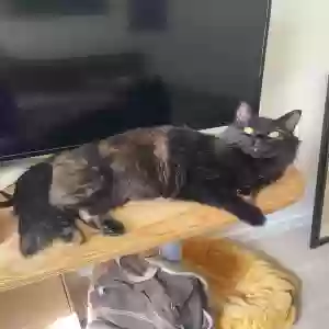 lost female cat fable