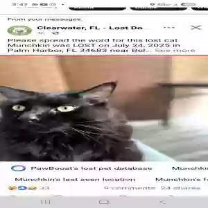 lost male cat munchkin