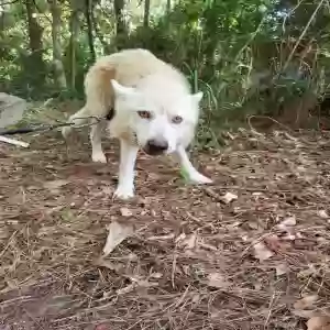 lost male dog coba or smores