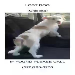 lost female dog chispita