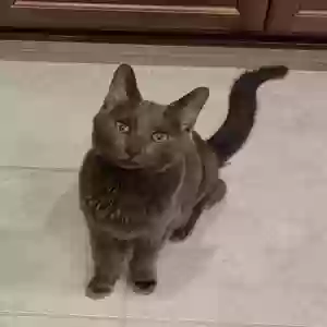 lost male cat bo