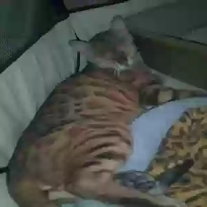 lost female cat unknown