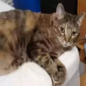 lost female cat mavis