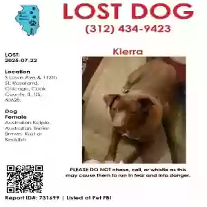 lost female dog kierra