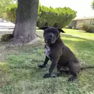 lost male dog jack