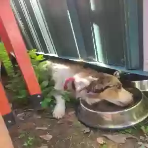 found male dog unknown