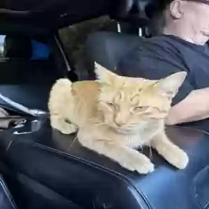 lost male cat cheetoh or cheechie (chi chi)