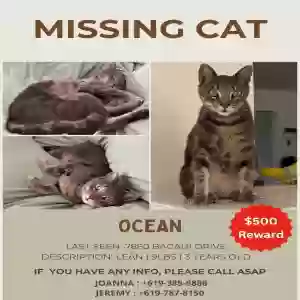 lost male cat cat