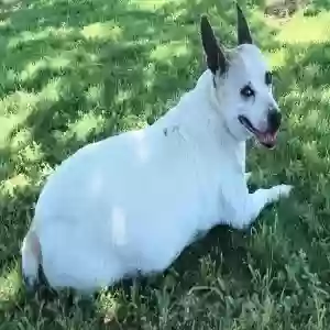 lost male dog jack russell