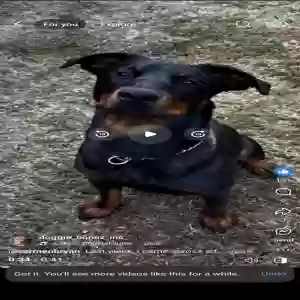 lost female dog unknown