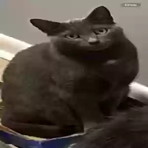 lost male cat rb