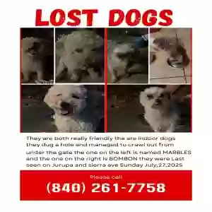 lost male dog bombon