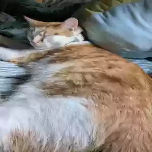 lost male cat flick