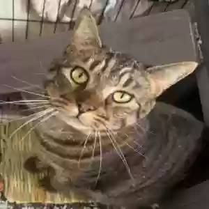 lost male cat unknown