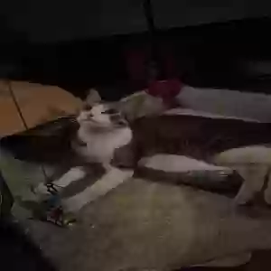 lost male cat marble