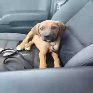lost male dog rocky