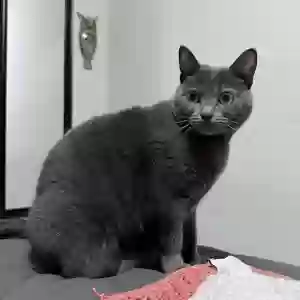lost female cat lua