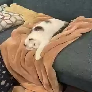 lost male cat vinny