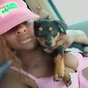 lost male dog stinky