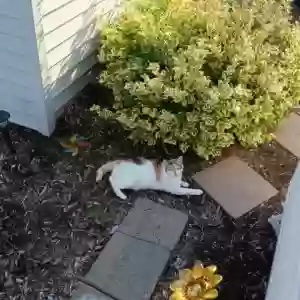 found unknown cat found pet