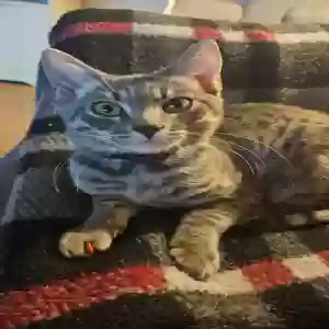 lost female cat salem