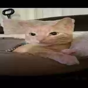 lost male cat boujee kitty