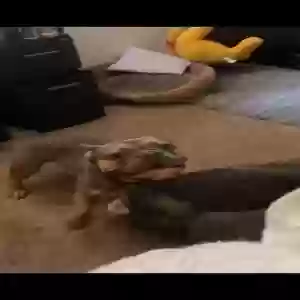 lost male dog unknown
