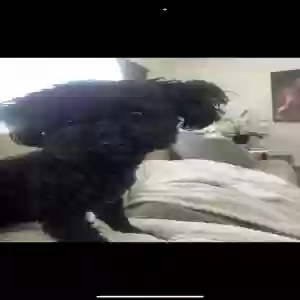 lost female dog tianna