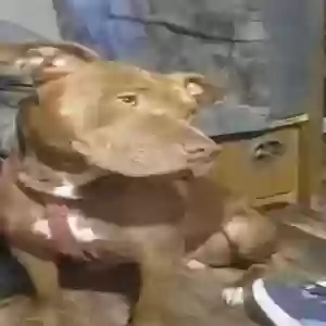 lost male dog mac