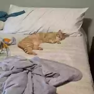 lost male cat pj