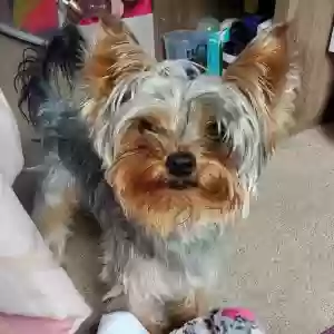 lost male dog jj