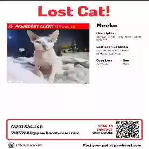 lost male cat meeko