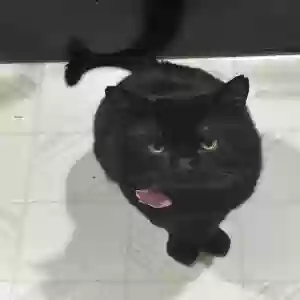 lost male cat artie “artemis”