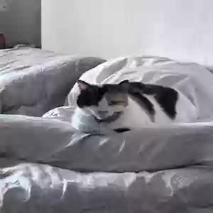 lost female cat shower cat