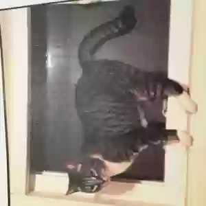 lost female cat ryn