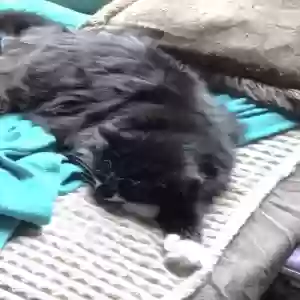 lost female cat mushi
