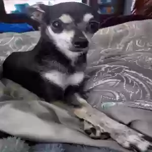 lost female dog tiny