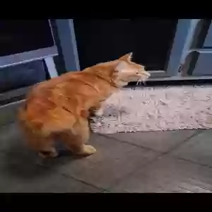 lost male cat tigger