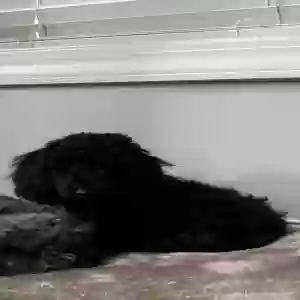 lost male dog teddy