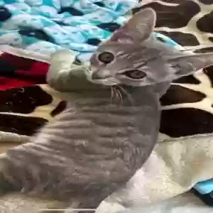 lost female cat baby/princess