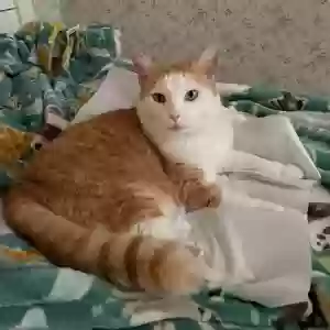 lost female cat boo