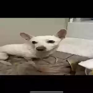 lost male dog bubbles