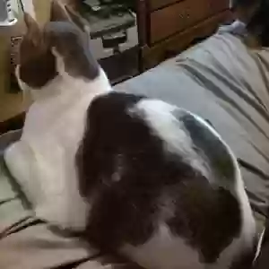 lost male cat skamper