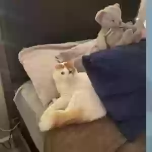 lost male cat peanut