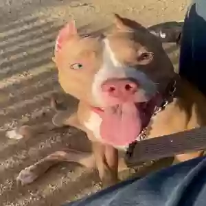 lost female dog athena