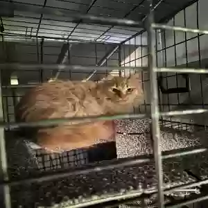 lost male cat mr. skittles