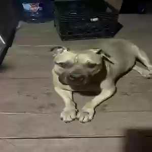 found male dog unknown